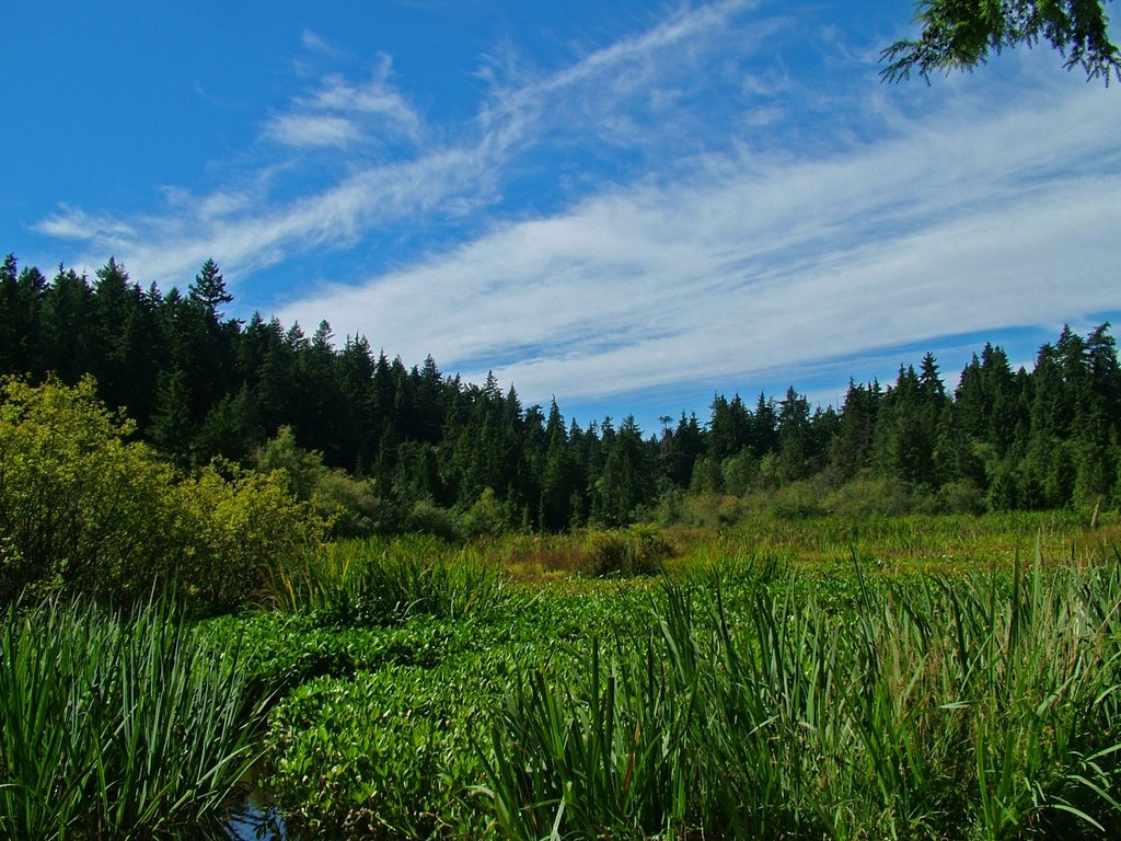 Beaver lake - stanley park - vancouver by T. Klemmer