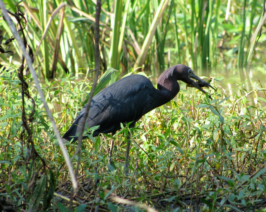 Little blue heron with crawfish by Ronald Losure