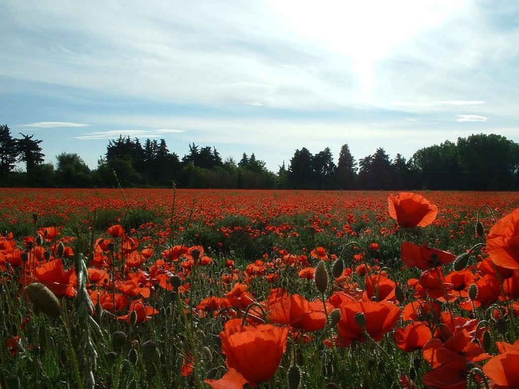 Champ de coquelicot 4 by truffe84