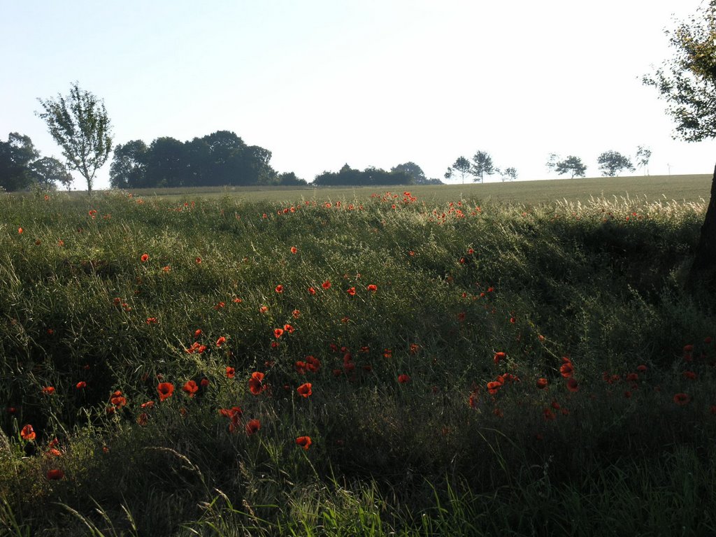 Mohnblumen by Reinhard Kerkeling