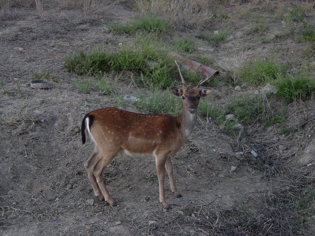 Animals by volatore