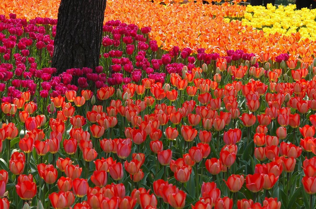 Hitachi Seaside Park (国営ひたち海浜公園) by ysato