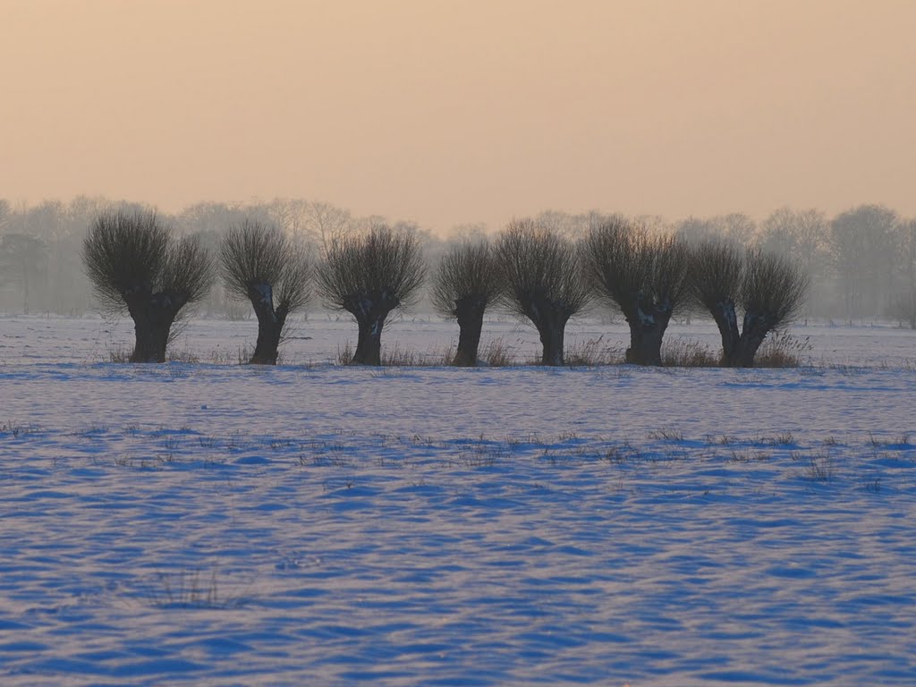 Kopfweiden auf den Wiesen der Oberalster. by Hans Wolters