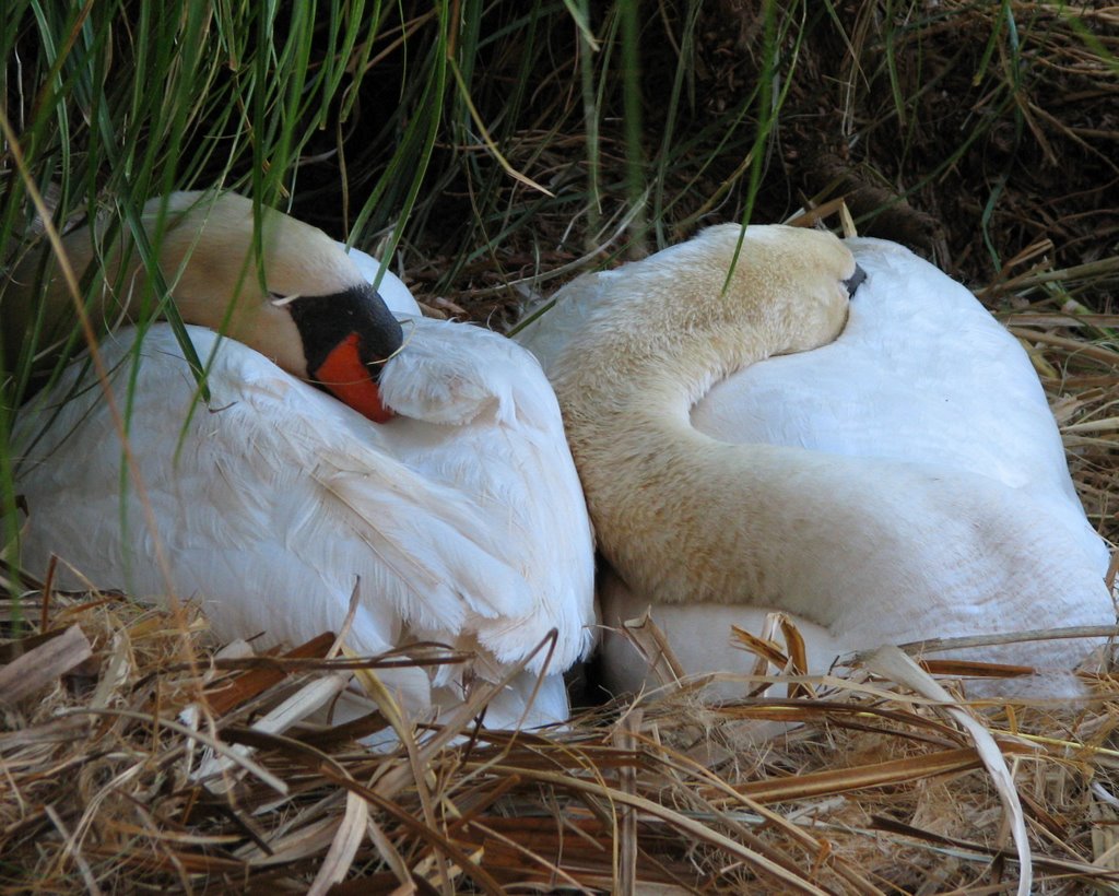 Nap time by Daniel Mitin