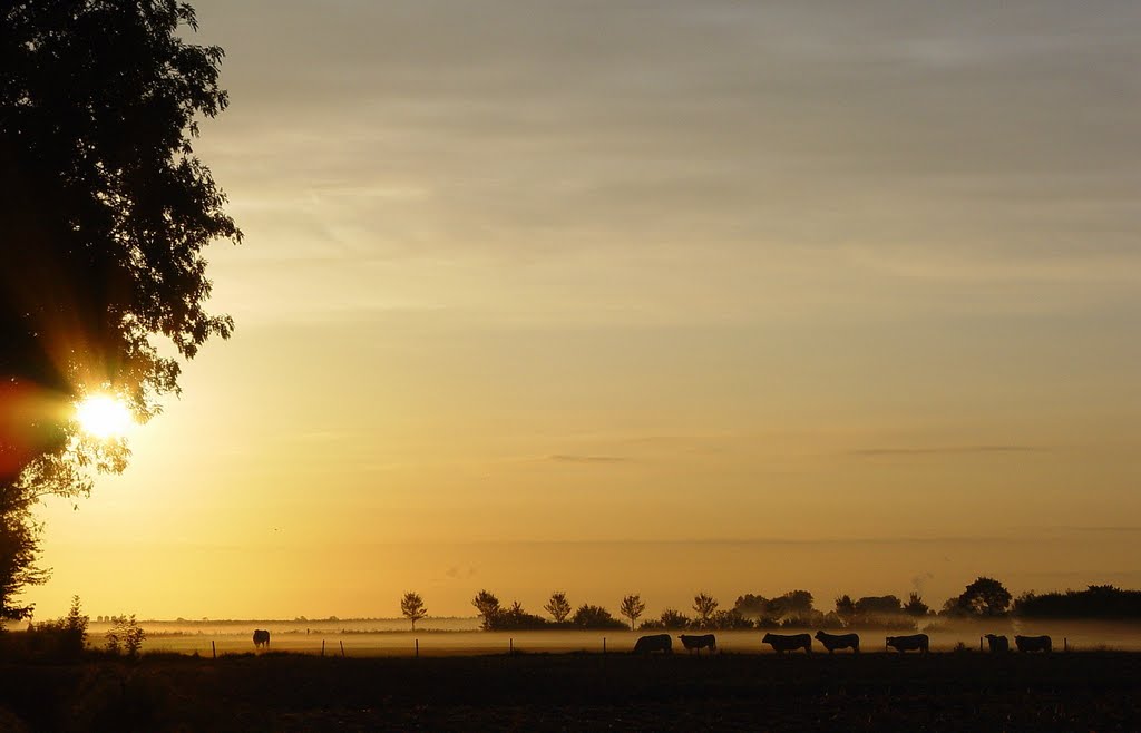 Koeien in de mist by Annelies Vink