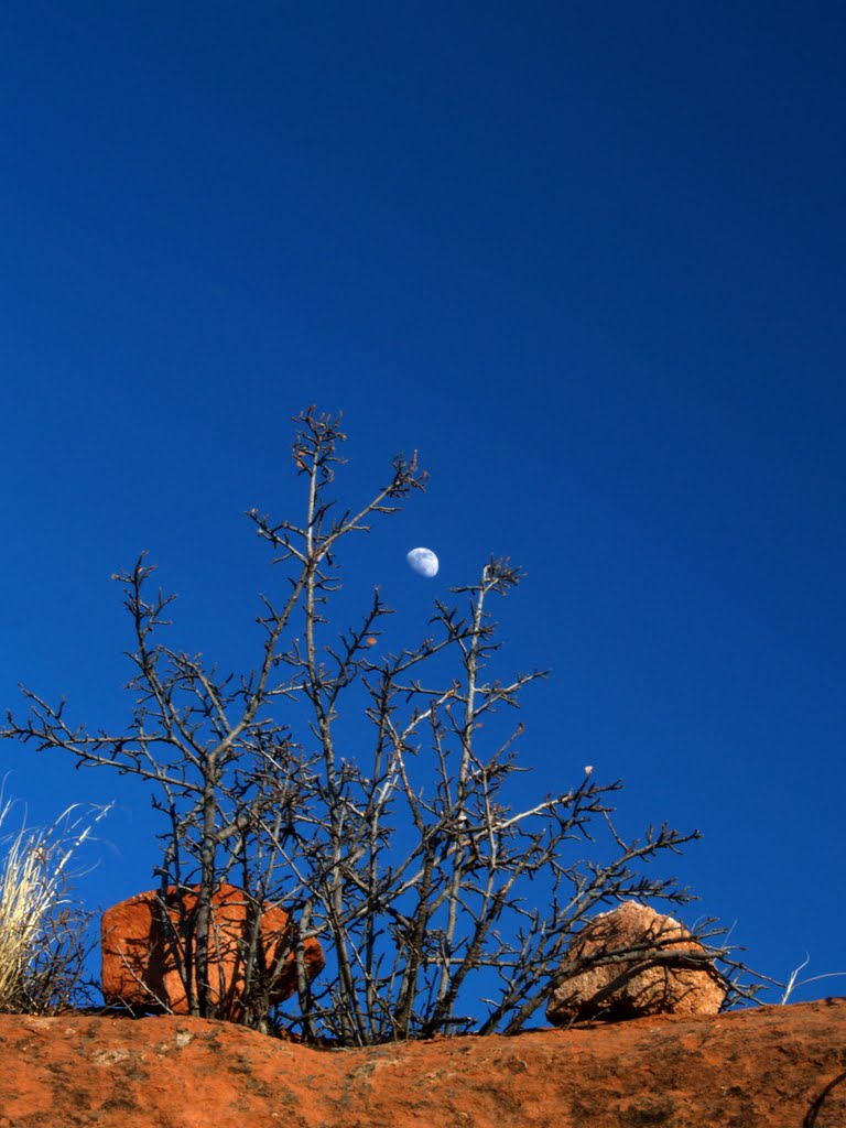 Natural still life with the moon by JoeyDurango