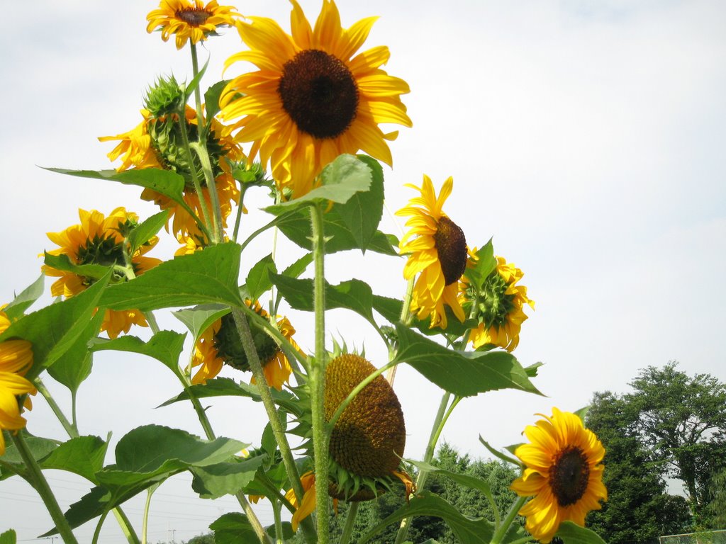 Matsugasaki, Kashiwa, Chiba Prefecture 277-0835, Japan by sleepwell