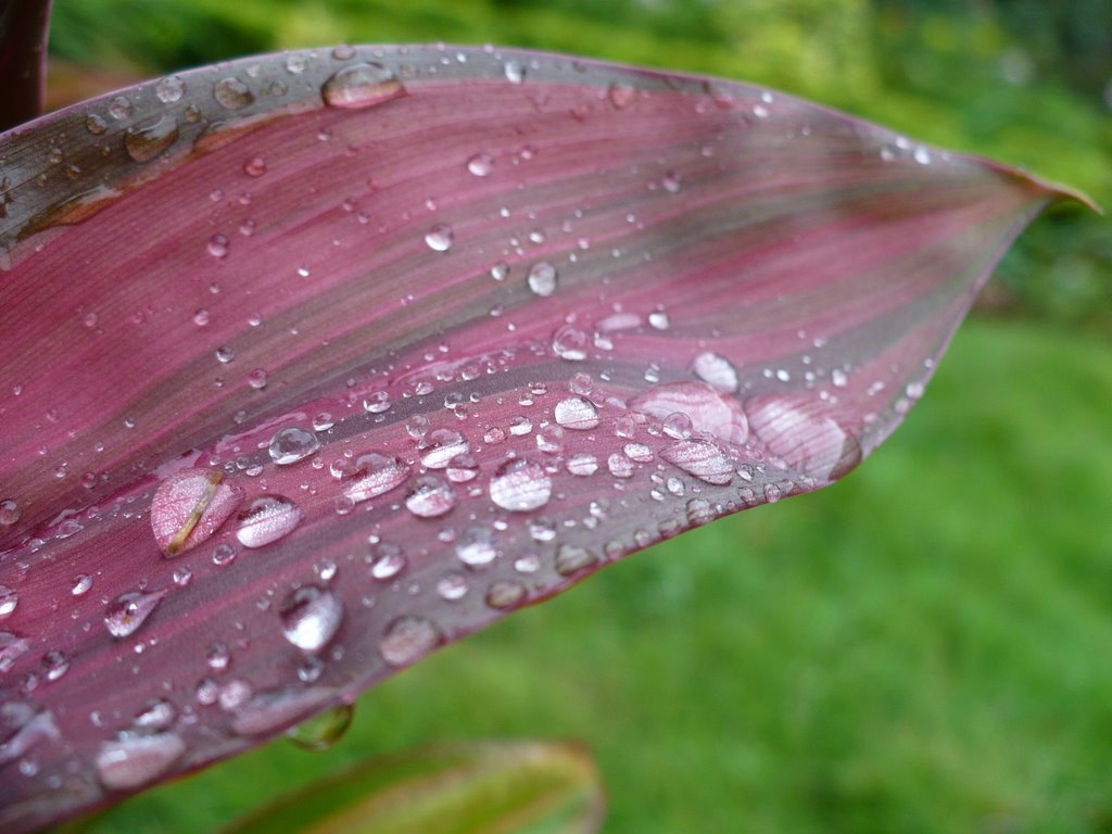 Monsoon drizzle in Bangalore by gudiprakash