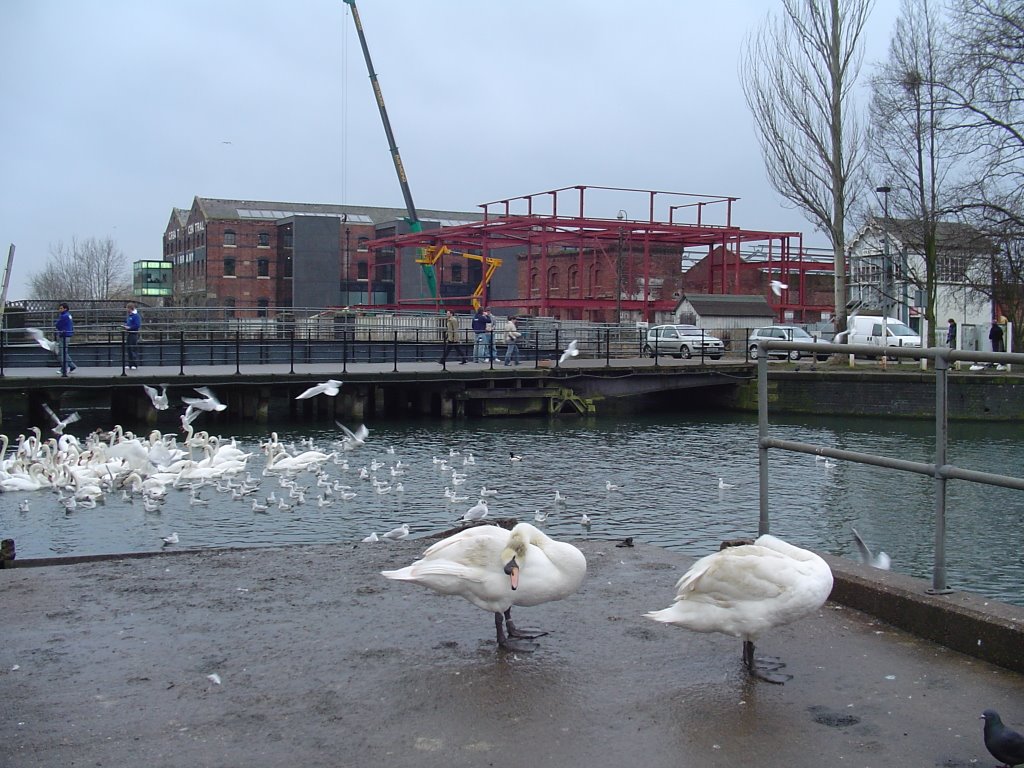 Swans on Brayford Wharf,Lincoln by rendezvous