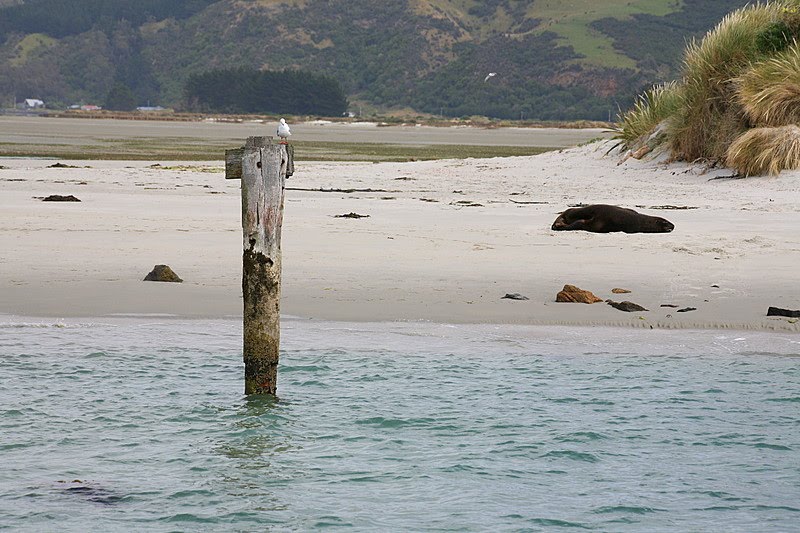 Seal on the beach by planeta