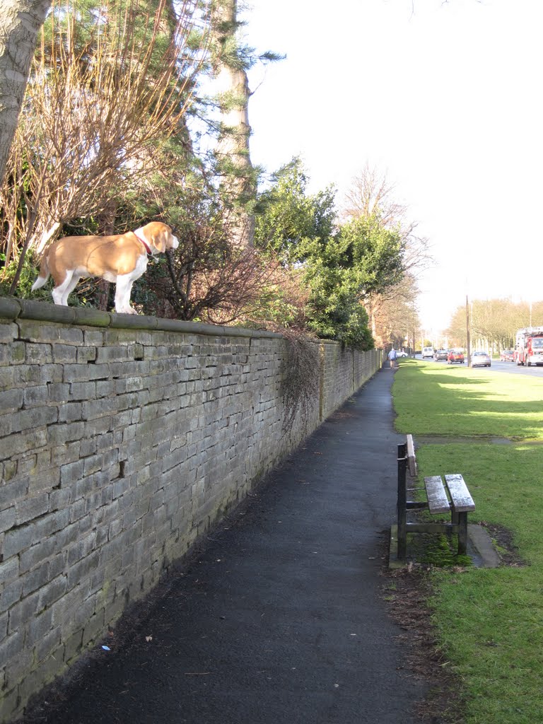 Skircoat Moor Lane, Halifax by alastairwallace