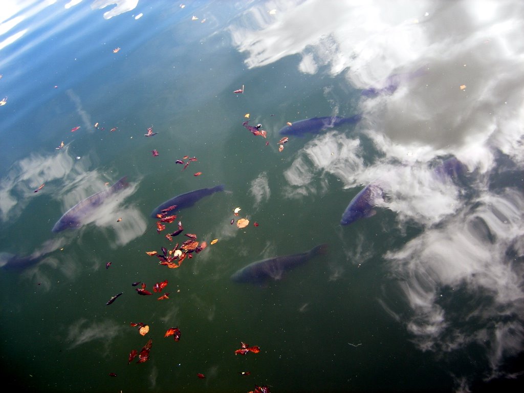 Fish at Fontainebleau by Jim Mansfield