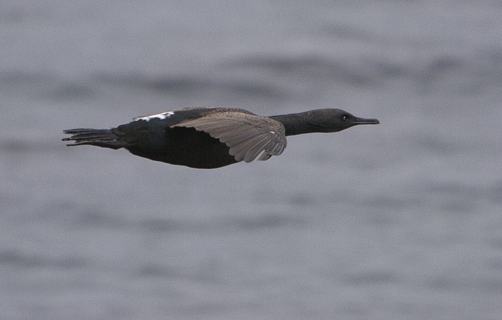 Bank cormorant, Stony point by ch_andersson