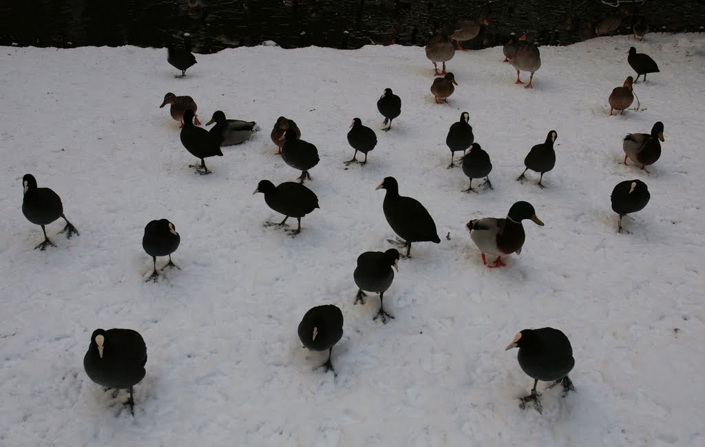 Hungrige Wasservögel - Hungry birds by vp_hmbg-PRO PANORAMIO