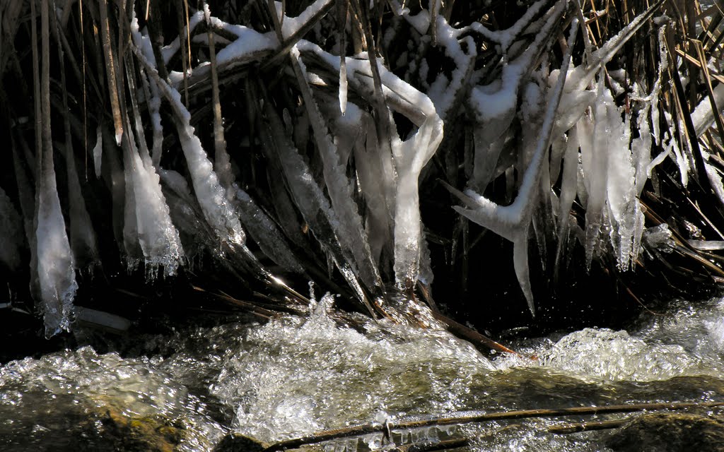 Cañas heladas en el río Guadarrama by Nuria GM