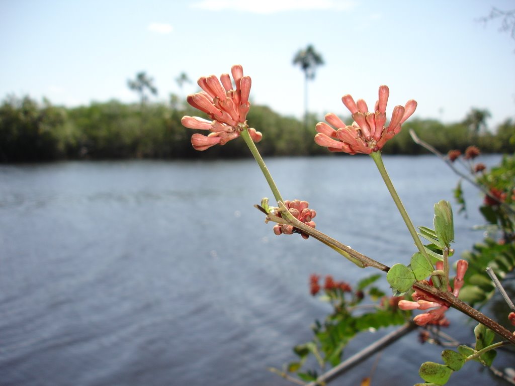 Flores Apureñas, Caño La Pica by Marco Blumenthal