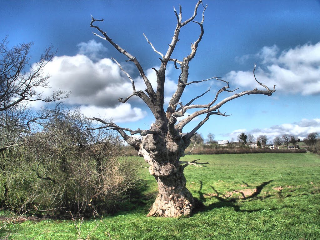 Old Oak by brian lloyd