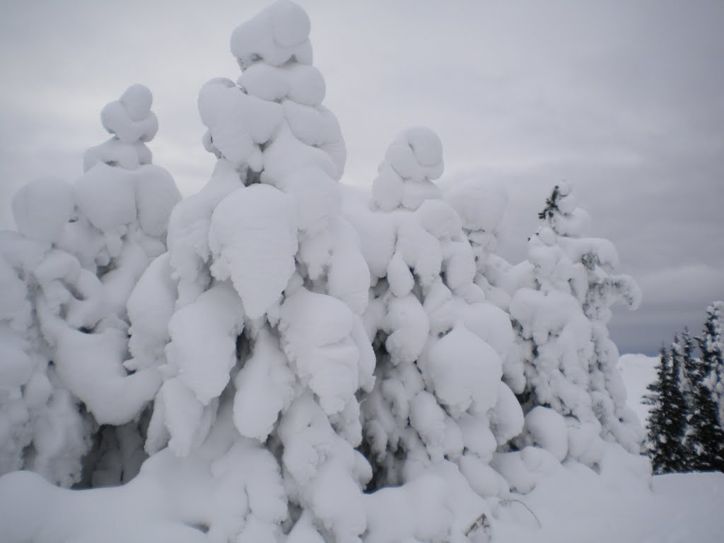 Les sapins de Hirmentaz 1600 by corentin-74