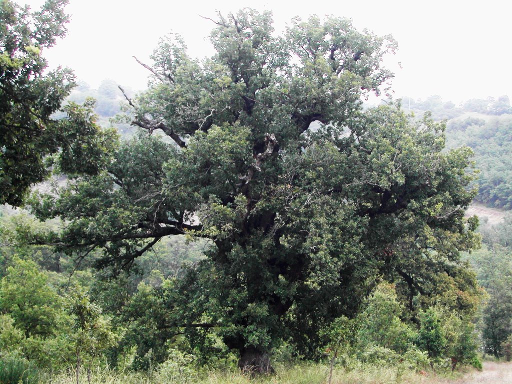 Roverella (downy oak) by apas