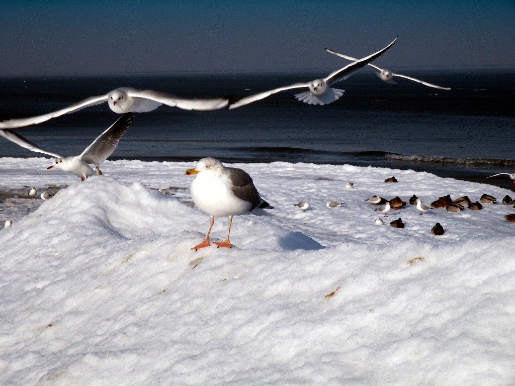 Winterimpressionen Zingst by durkje