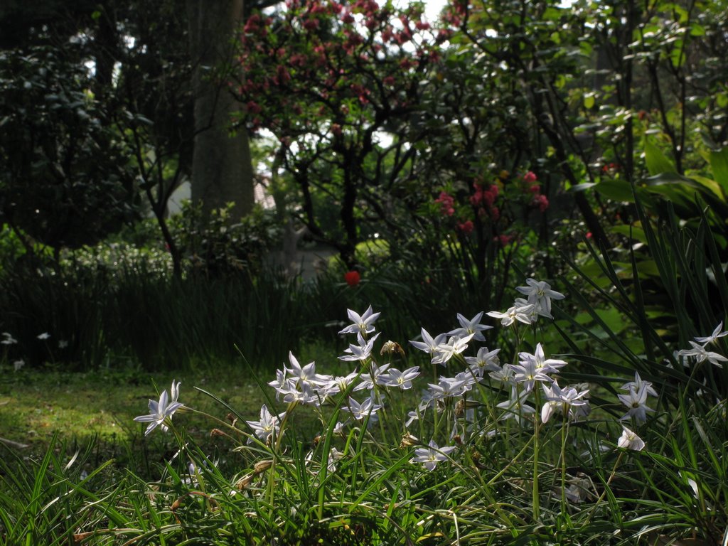 Courtyard in Uguisu-apartment, april_No.6 by numaG