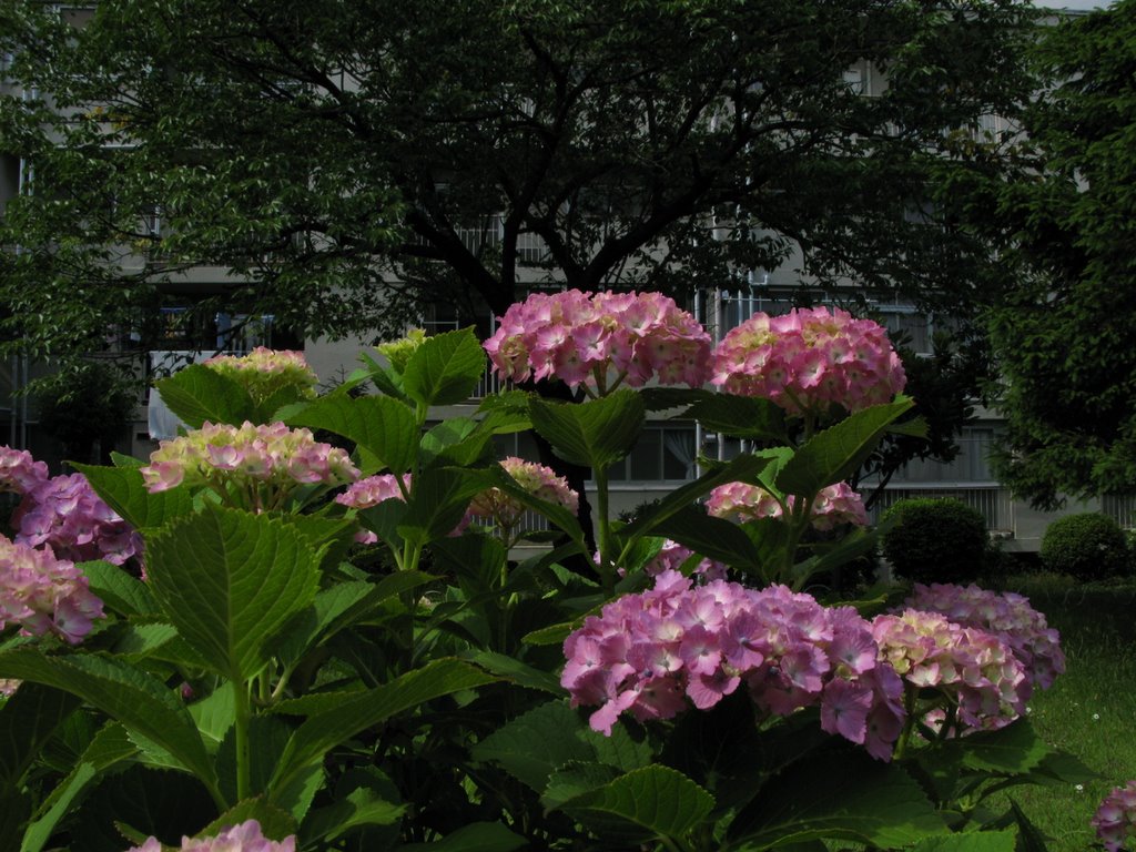 Courtyard in Uguisu-apartment, june_No.6 by numaG