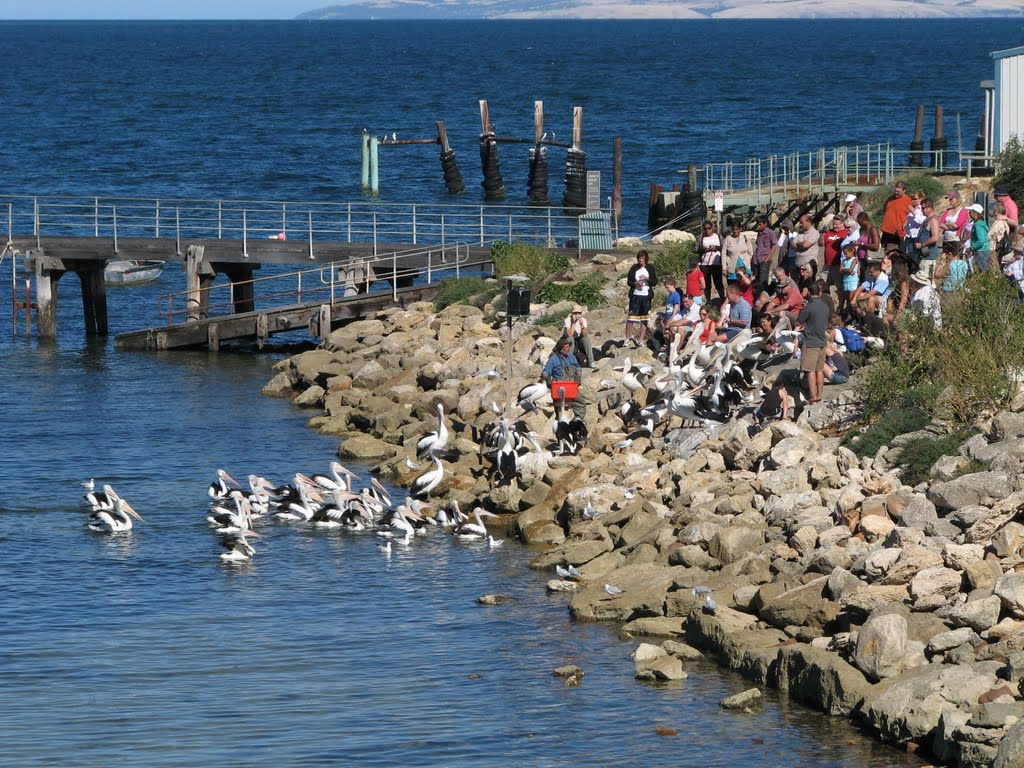 Pelican feeding, Kingscote, Kangaroo Island by jlcummins