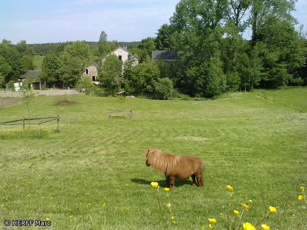 Hauset: Begegnung am Wegesrand by Wandern in Ostbelgien