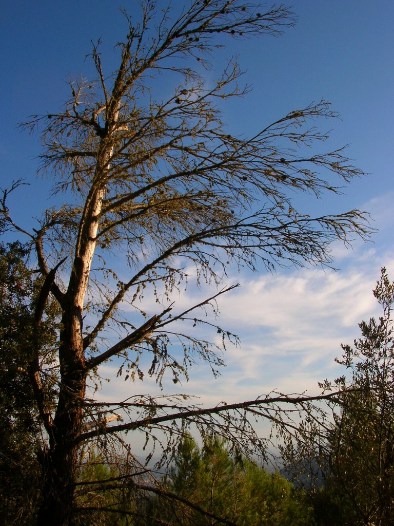 Tree near Alaró by thomas k