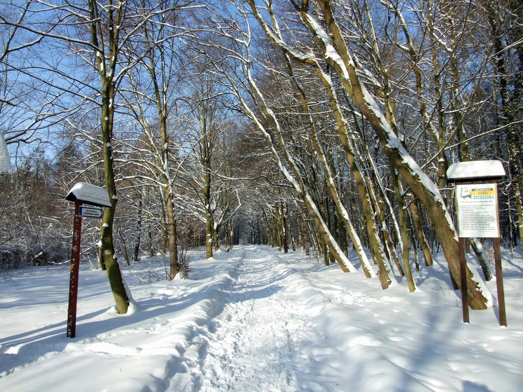 Przy kąpielisku Arkonka by jantyp