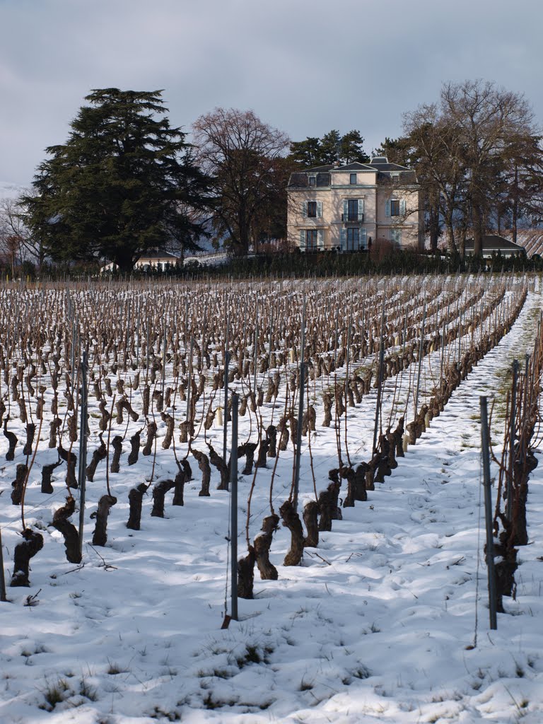 Les vignes de Satigny by duchmurz