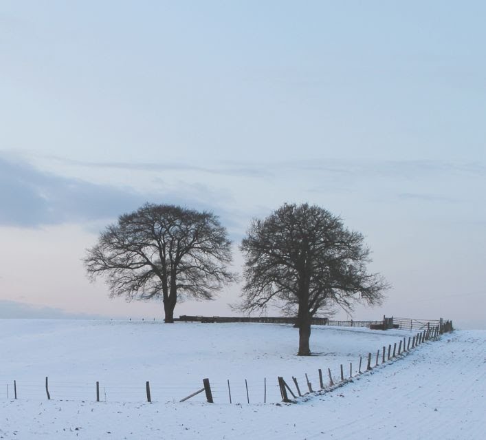 Silhouetten van bomen by Heavyuser