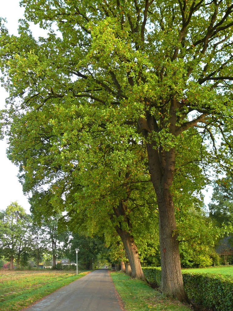 Oldenburg Triftweg in Richtung Bornhorst by vo-id