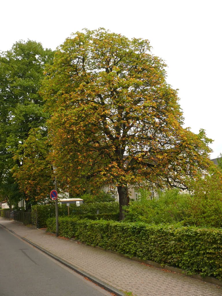 Oldenburg, Alteneschstraße by vo-id