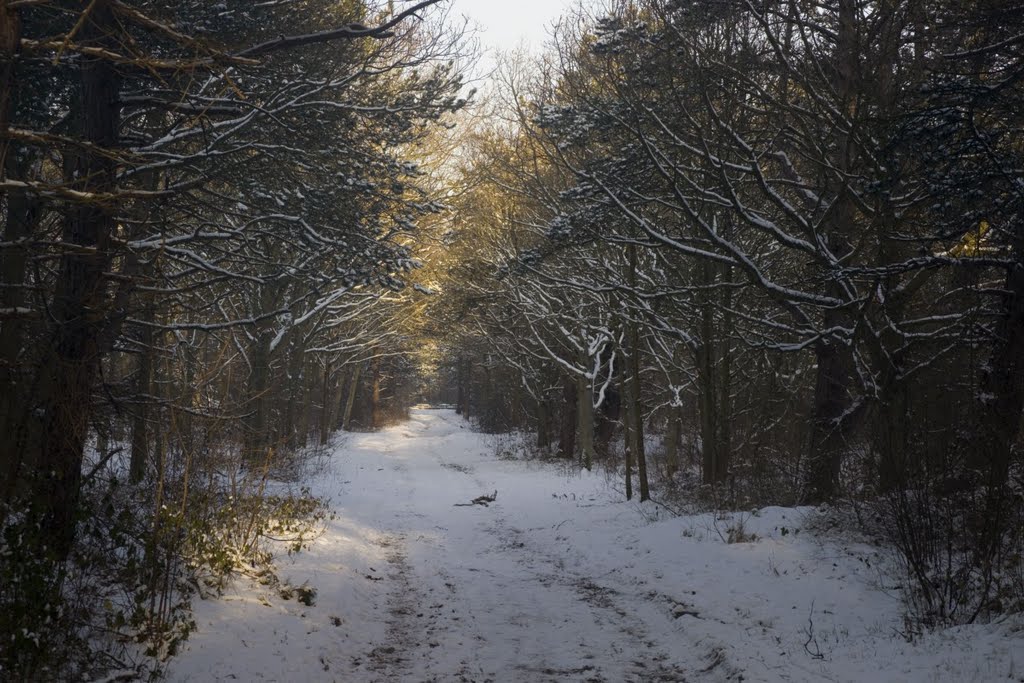 Texel - De Dennen - Turfveld - Winterview NE by txllxt