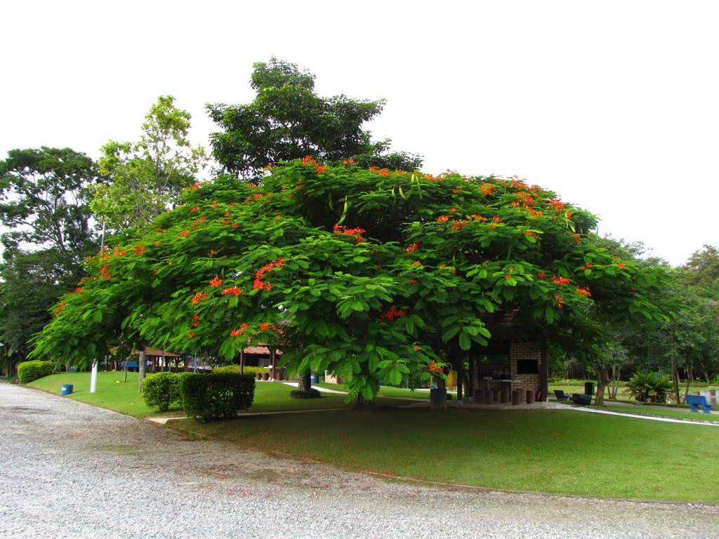 Flamboyant - Delonix regia (Bojer & Hook, 1837) by Sílvio César Montibeller