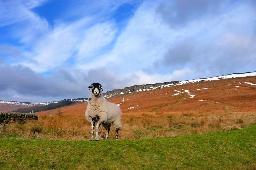 DID SOMEONE SAY MINT SAUCE? by ERNIE EARNSHAW