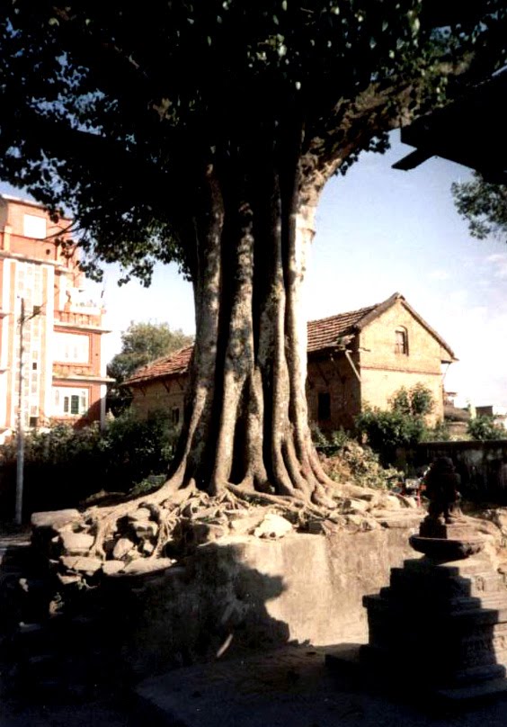 Pipàl sulla via per Swayambhu, Kathmandu, ottobre 1995 by Marco Carnelli