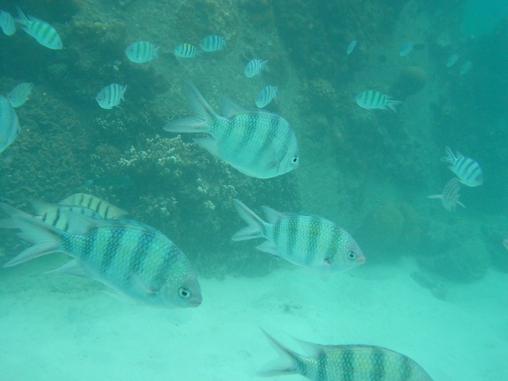 Coral fish @ Koh Nang Yuan by nickey