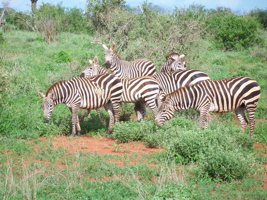 Ricky - Tsavo est by Riccardo Andr