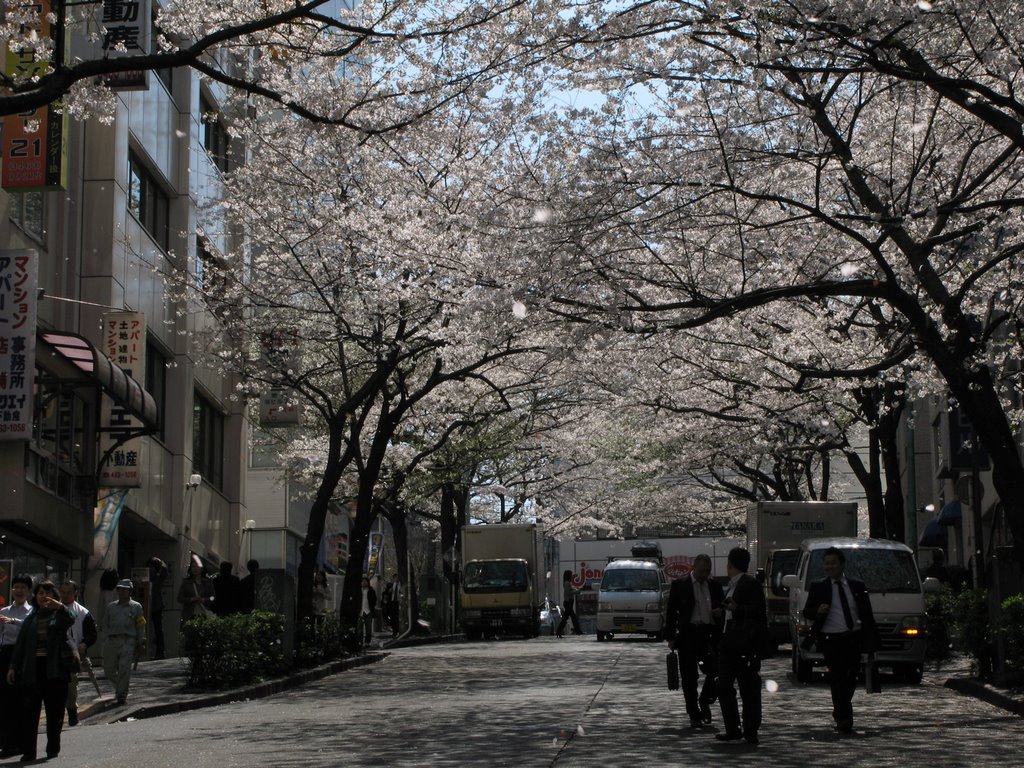 Row of cherry blossoms 2, Sakuragaoka by numaG