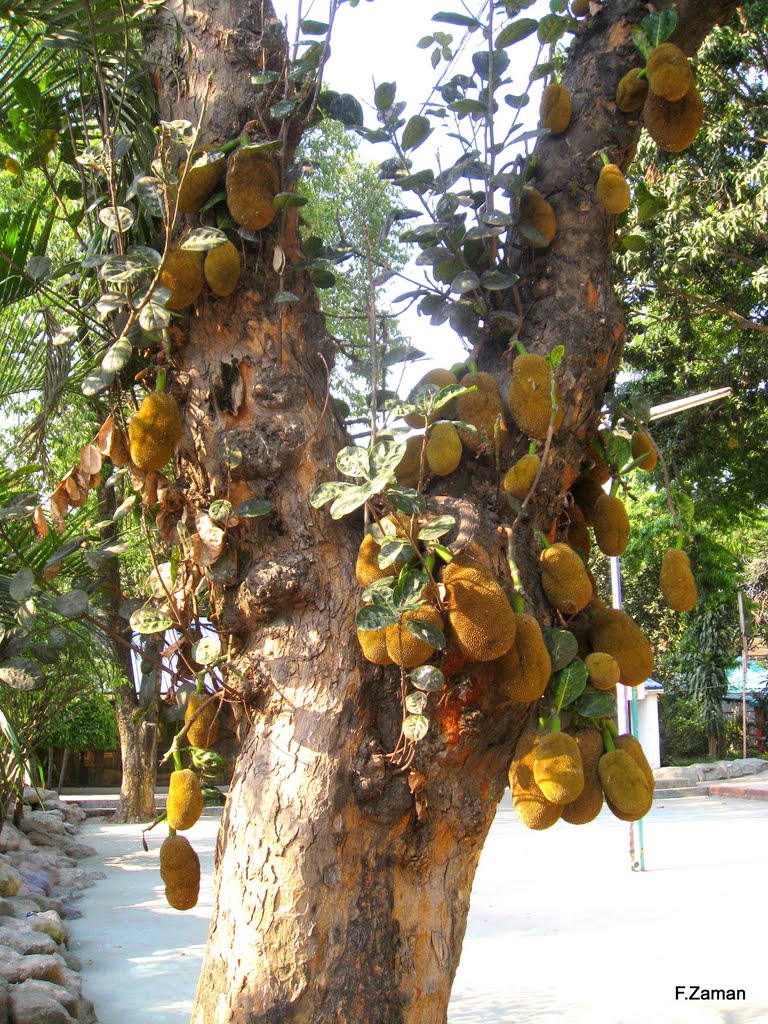 Jackfruit 9/2009 by F.Zaman