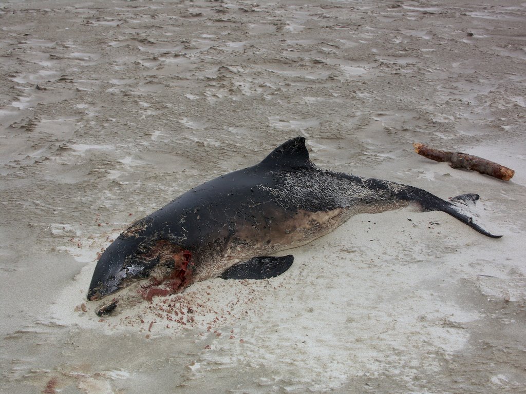 Aangespoelde bruinvis op strand Hoorn 10 mei 2007,Terschelling by Wim Janssen