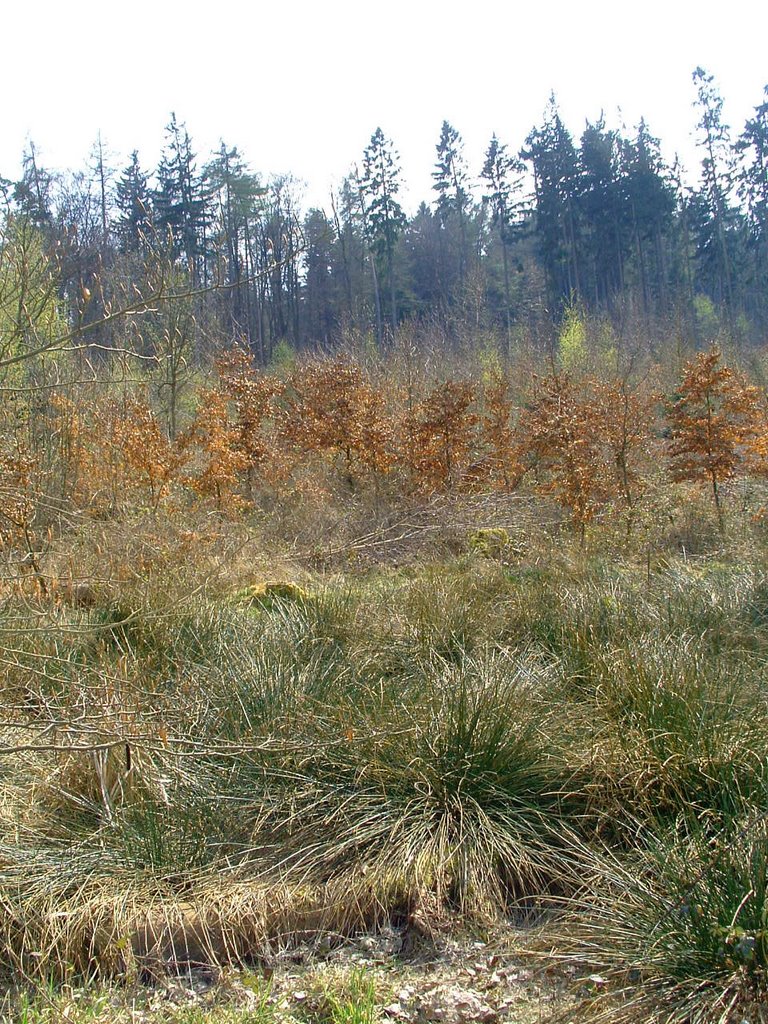 Vegetation neben der Saalburg by Stokrotkanna