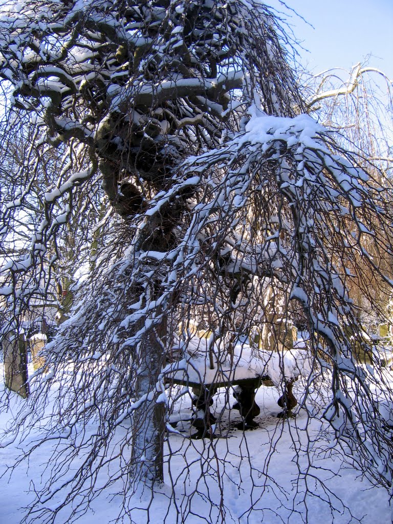 Whitburn Parish Church : South Tyneside : Tree in Grounds : Snow by Calroy