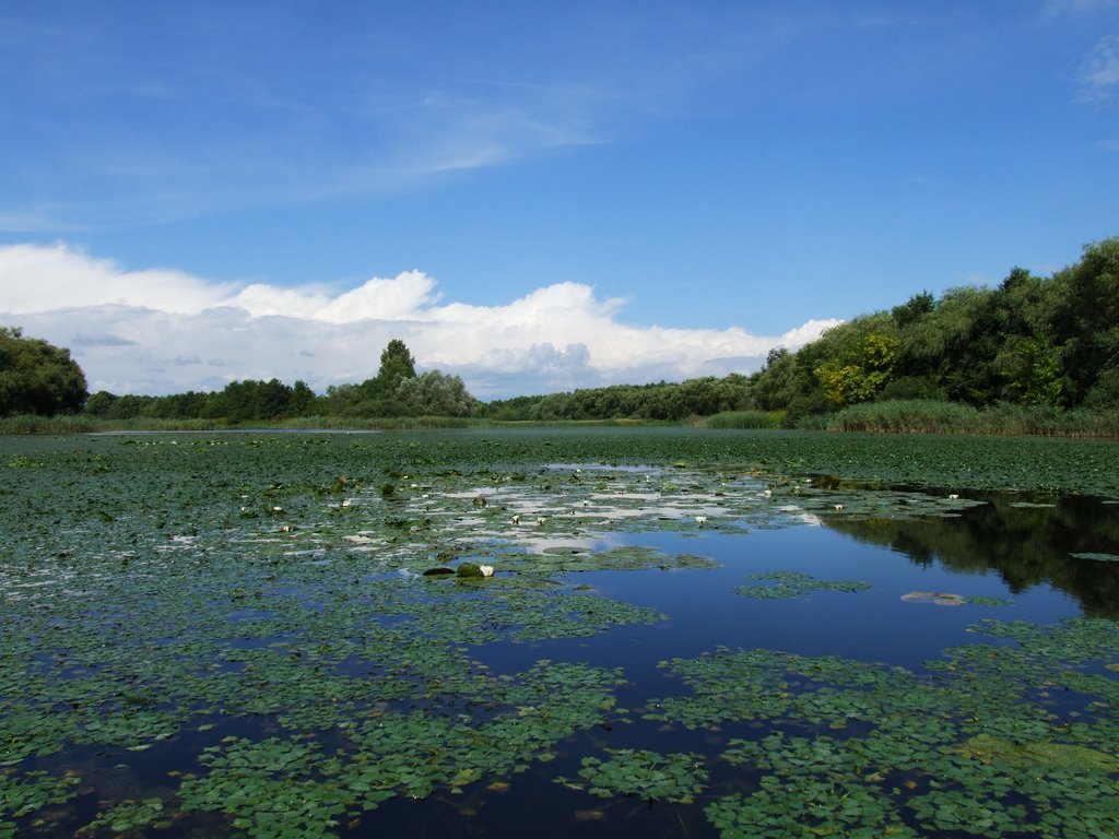 Kis-Balaton by Detrich Miklós