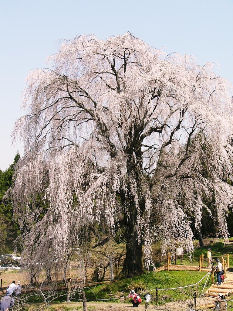 Weeping cherry tree at Mizunaka 水中の枝垂桜 by nagano8609