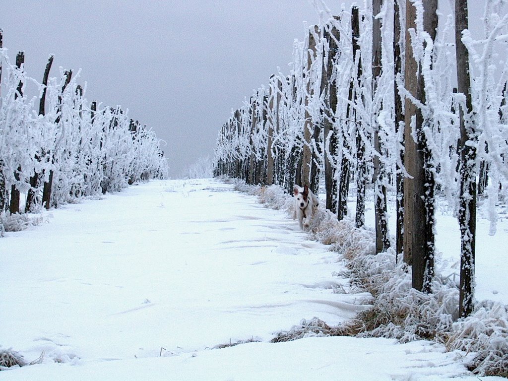 Winter in dauendorf by kiaora67