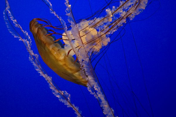 Jellyfish up close by David Kroll