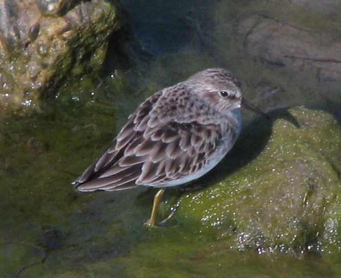 Least Sandpiper by Andy Calderwood